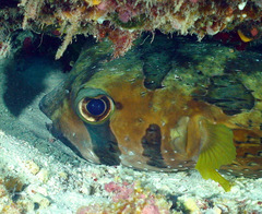 Diodon liturosus