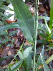 Ichnanthus pallens