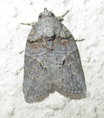 Pardasena virgulana