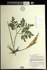 Sceptridium oneidense