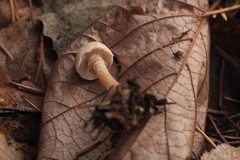 Cystoderma carcharias