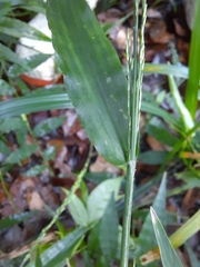 Ichnanthus pallens