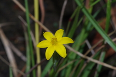 Hypoxis filiformis