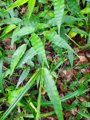 Ichnanthus pallens