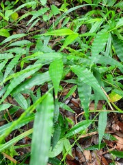 Ichnanthus pallens