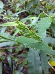 Ichnanthus pallens