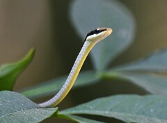 Dendrelaphis ashoki