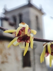 Chimonanthus praecox