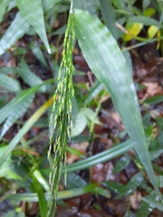 Ichnanthus pallens