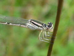 Enallagma durum