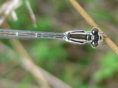 Enallagma durum