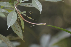 Dendrelaphis ashoki