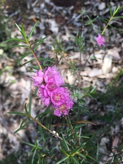 Hypocalymma robustum