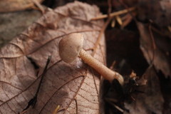 Cystoderma carcharias