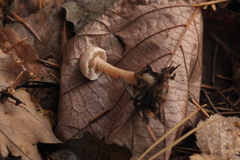 Cystoderma carcharias