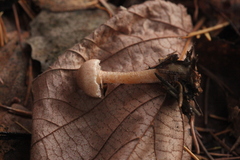 Cystoderma carcharias