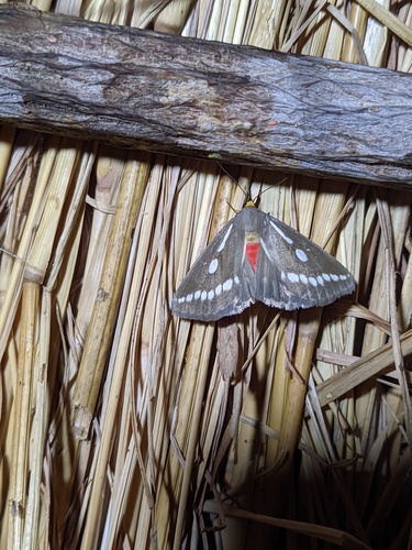 Calesia zambesita