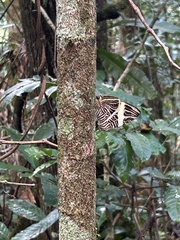 Colobura dirce wolcotti