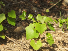 Menispermum dauricum