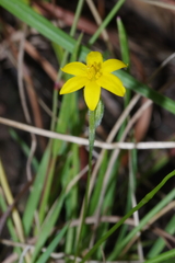 Hypoxis filiformis