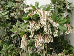 Pieris floribunda