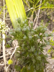 Mikania micrantha