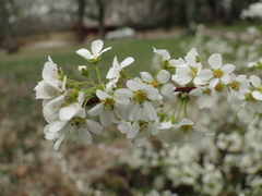 Spiraea thunbergii