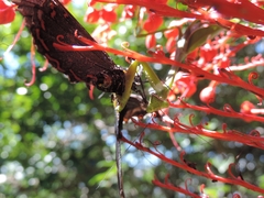 Stagmatoptera hyaloptera