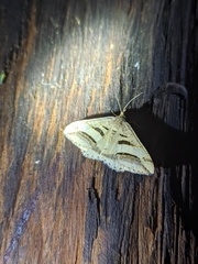 Chiasmia subcurvaria