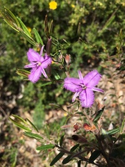 Thysanotus patersonii