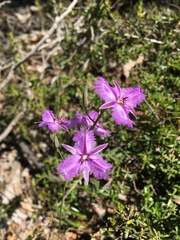 Thysanotus patersonii