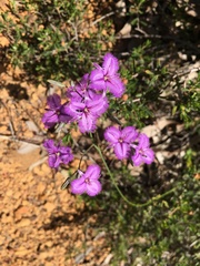 Thysanotus patersonii