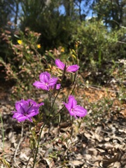 Thysanotus patersonii