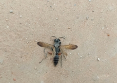 Liris subtessellatus