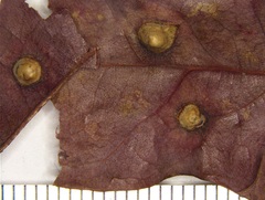 Callirhytis quercusfutilis