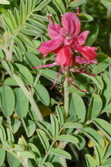 Indigofera gobensis