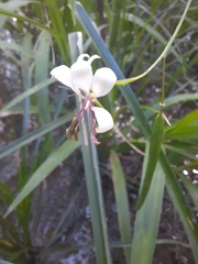 Cleome serrata