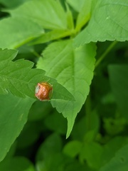 Aspidimorpha quadriremis