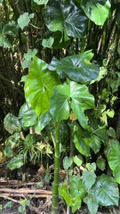 Montrichardia