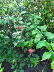 Hibiscus schizopetalus