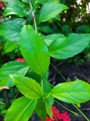 Hibiscus schizopetalus