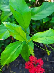 Hibiscus schizopetalus
