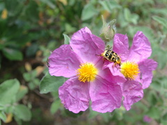 Trichius gallicus zonatus