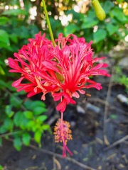 Hibiscus schizopetalus