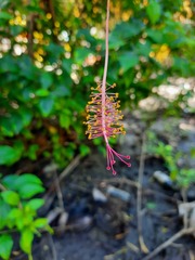 Hibiscus schizopetalus