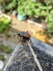 Homalinotus deplanatus