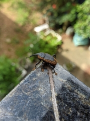Homalinotus deplanatus
