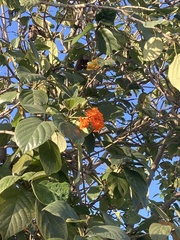 Cordia sebestena