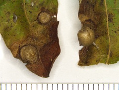 Callirhytis quercusfutilis
