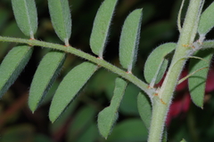 Indigofera gobensis